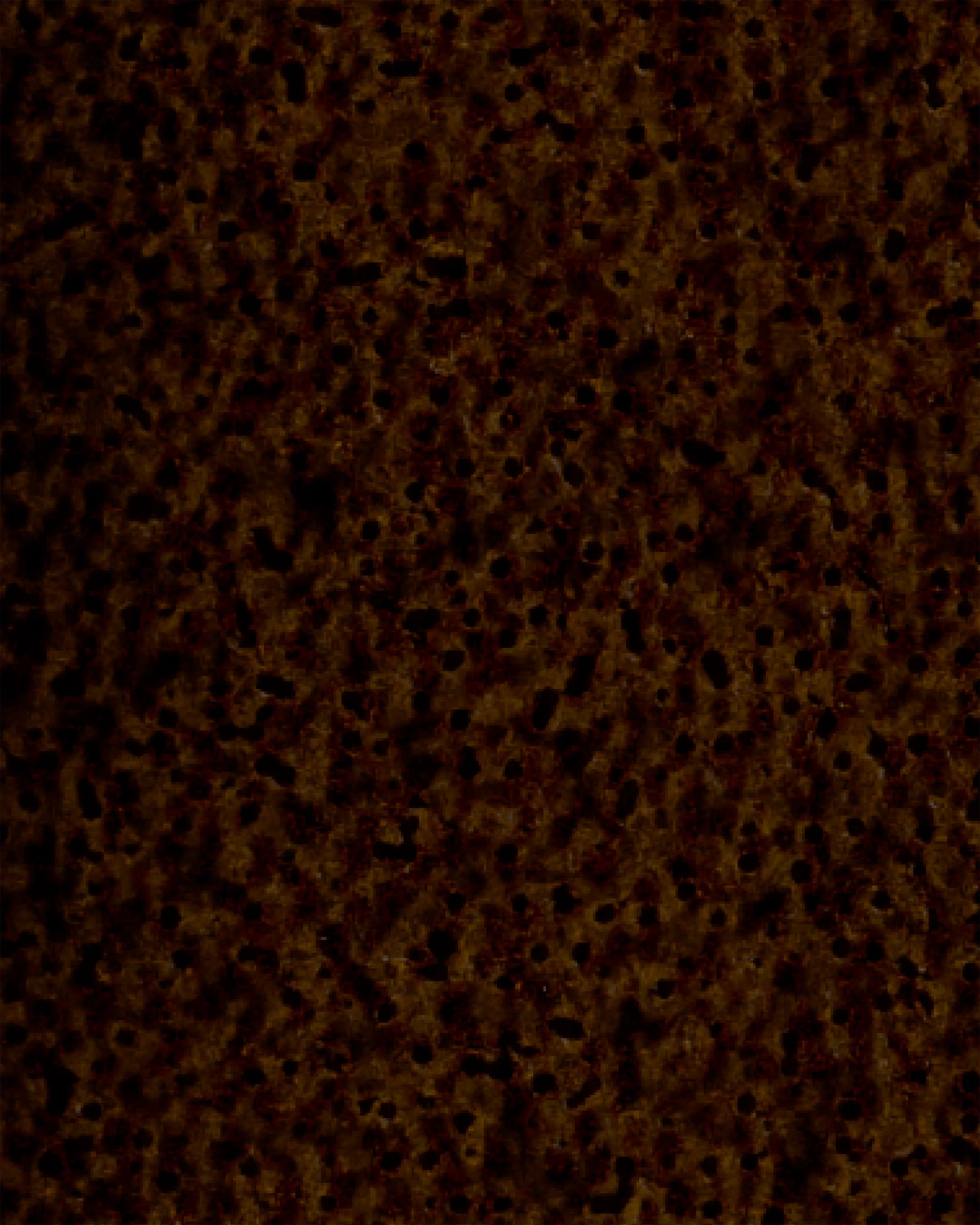 Image du produit 51
